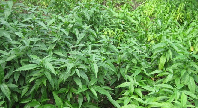 Những công dụng đặc biệt của cây hoàn ngọc