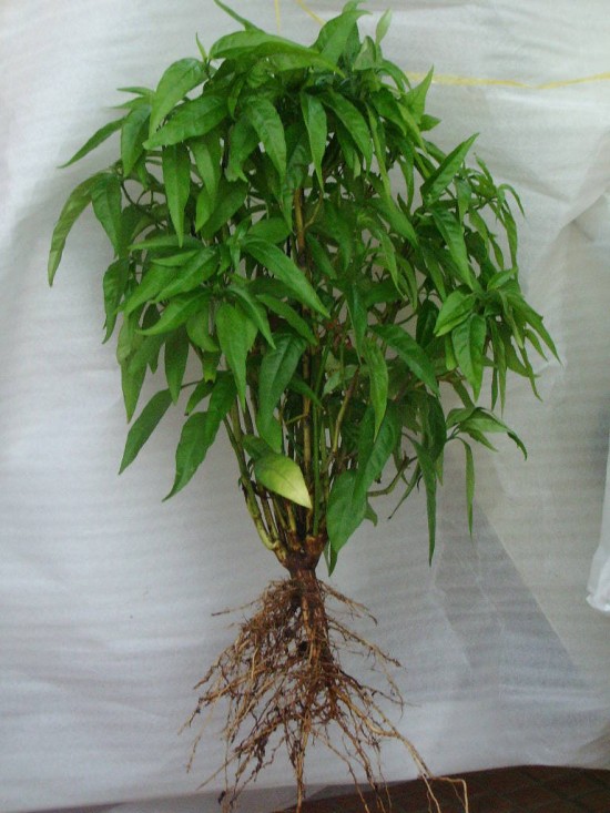 Những công dụng đặc biệt của cây hoàn ngọc