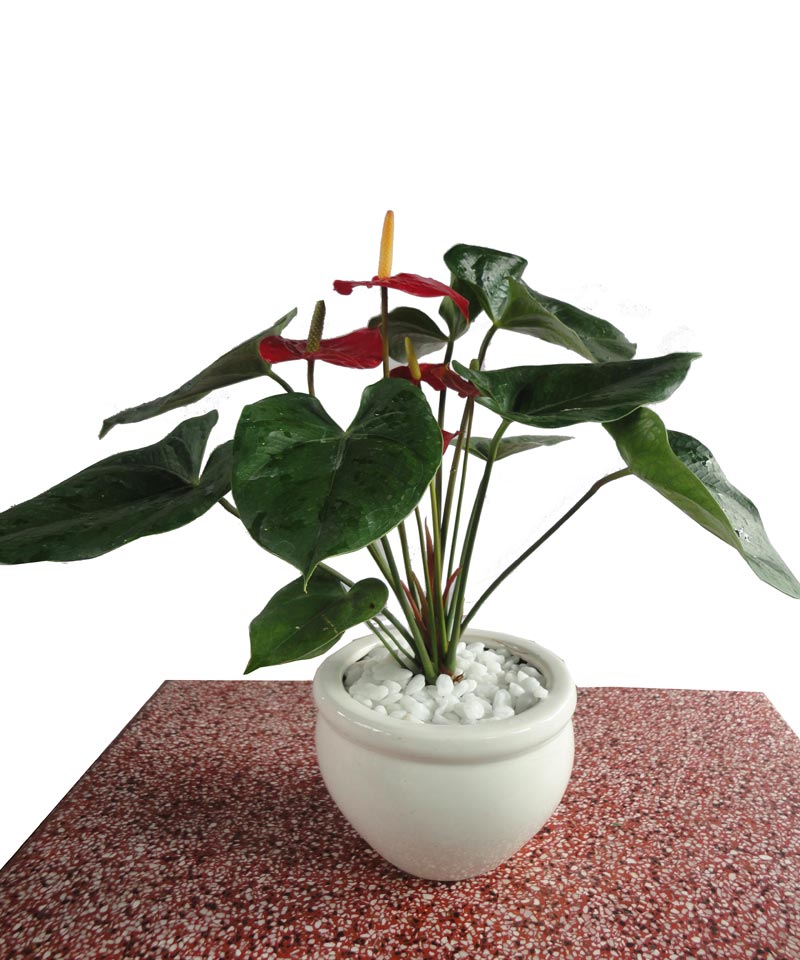 Ý nghĩa và cách chăm sóc cây hồng môn