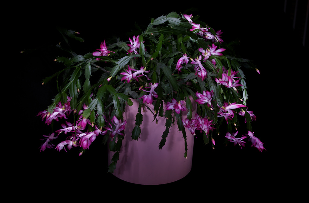 Lan càng cua rực rỡ một góc vườn