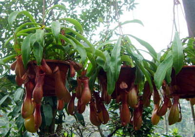 Cây nắp ấm với những công dụng tuyệt vời nhất