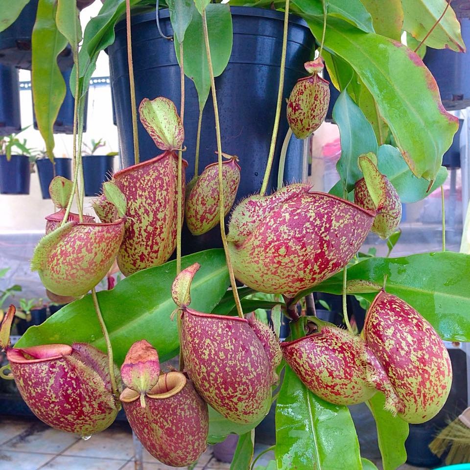 Cây nắp ấm với những công dụng tuyệt vời nhất