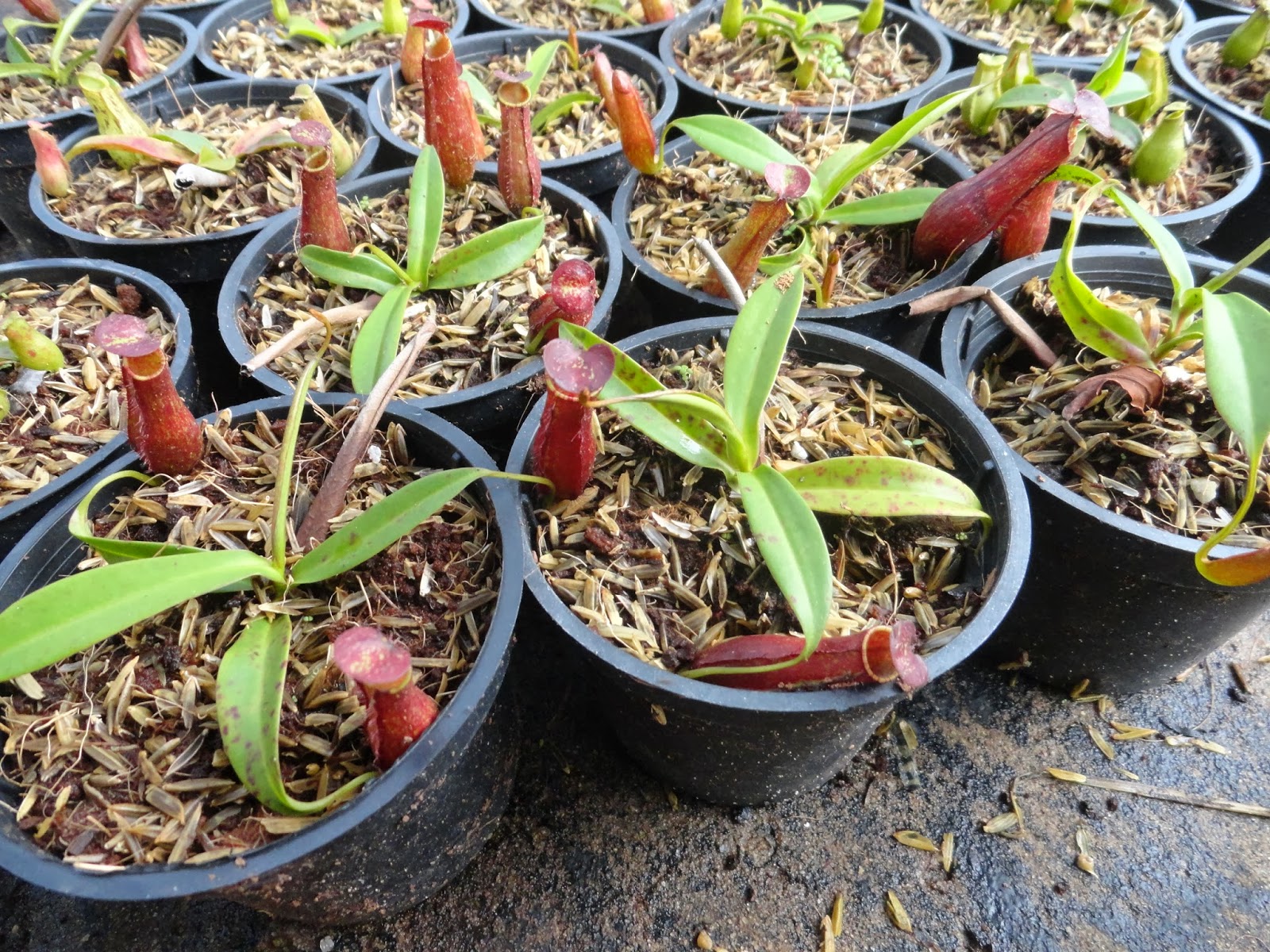 Cây nắp ấm với những công dụng tuyệt vời nhất