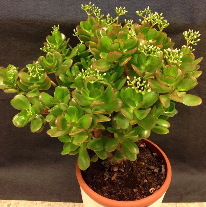 Cây phỉ thúy mang đến sự giàu sang phú quý