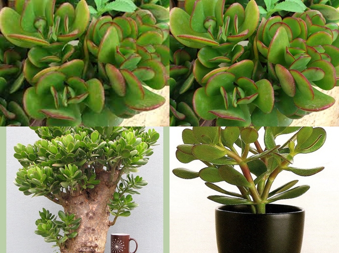 Cây phỉ thúy mang đến sự giàu sang phú quý