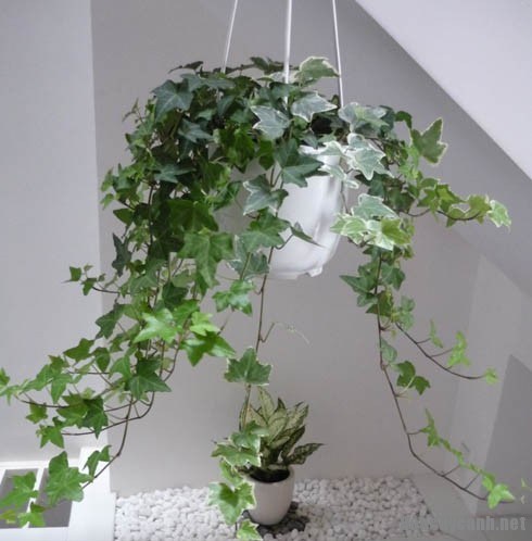 Bí quyết trồng cây thường xuân trong chậu luôn đẹp