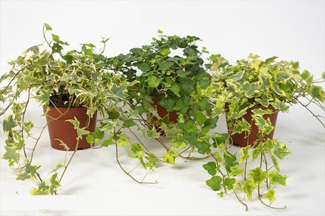 Bí quyết trồng cây thường xuân trong chậu luôn đẹp