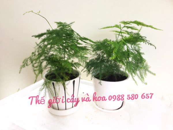 Cây thủy tùng để bàn