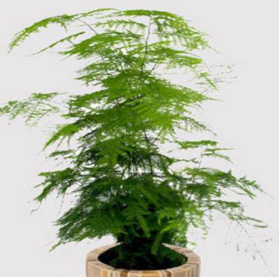 Cây thủy tùng để bàn đẹp