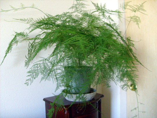 Cây thủy tùng để bàn đẹp