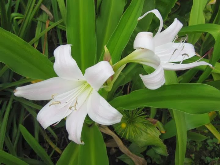 Cây trinh nữ hoàng cung có tác dụng như thế nào?