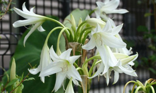 Cây trinh nữ hoàng cung có tác dụng như thế nào?