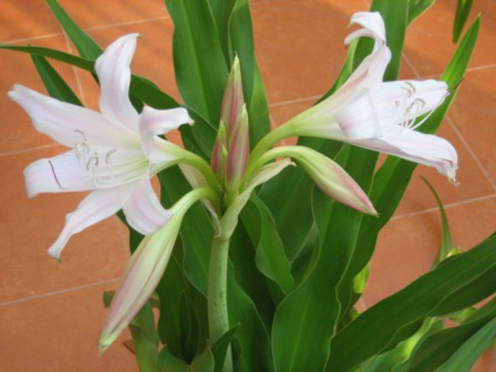 Cây trinh nữ hoàng cung có tác dụng như thế nào?