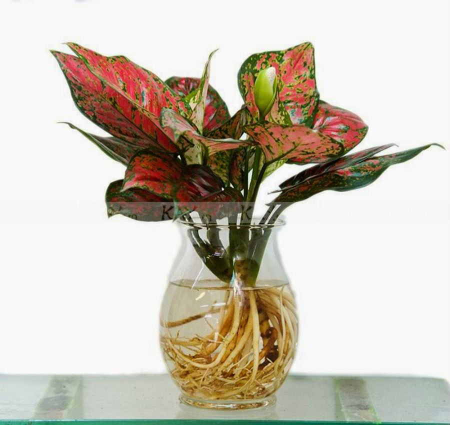 Cây vạn lộc trong phong thủy có ý nghĩa như thế nào?