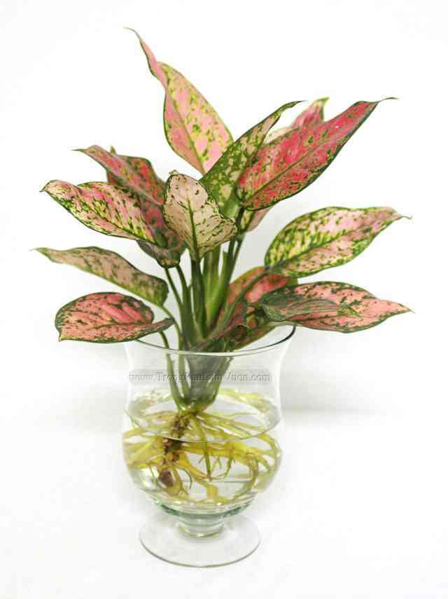 Cây vạn lộc trong phong thủy có ý nghĩa như thế nào?