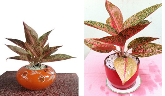 Cây vạn lộc trong phong thủy có ý nghĩa như thế nào?