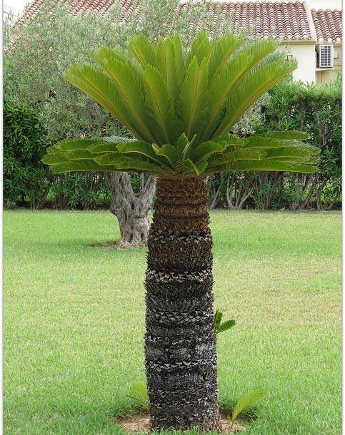 Tìm mua cây vạn tuế ở đâu giá rẻ?