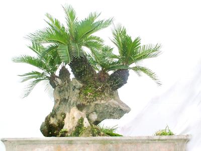 Tìm mua cây vạn tuế ở đâu giá rẻ?