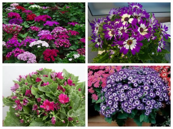 Cúc lá nho rực rỡ sắc màu