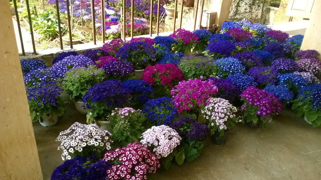 Cúc lá nho rực rỡ sắc màu