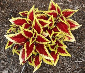 cây tía tô cảnh1