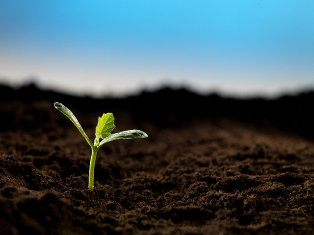 Hướng dẫn dùng đất sạch để trồng cây cảnh