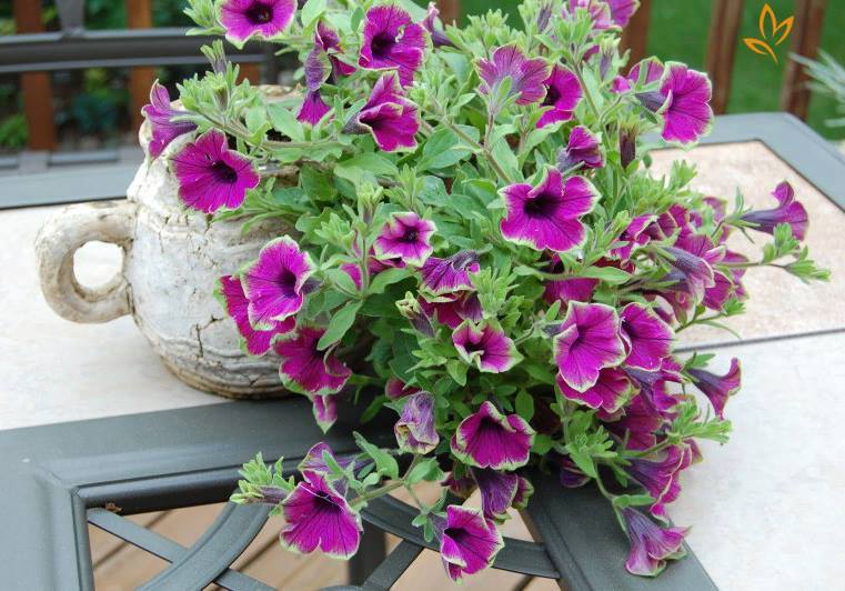 hat-giong-hoa-da-yen-thao_1439430558_0