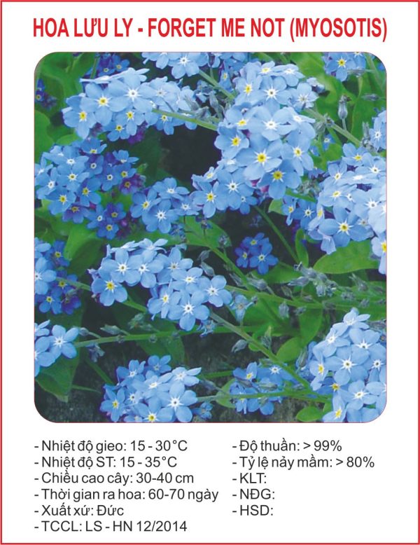 Hạt giống hoa lưu ly mix