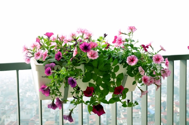 Hướng dẫn chọn mua hoa dạ yến thảo đẹp