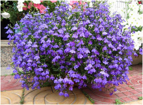 hoa-lobelia-mix-2