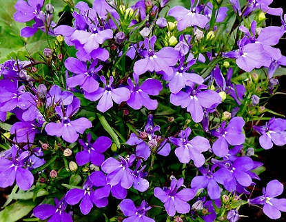 hoa-lobelia-mix-3