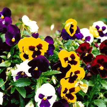 hoa-pansy-mix-3