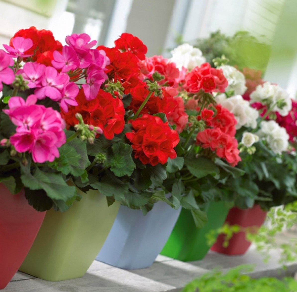 Cách trồng và chăm sóc hoa phong lữ thảo luôn đẹp