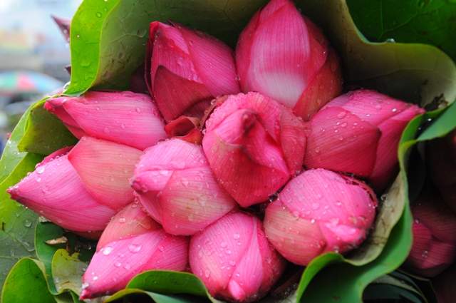 5 loại hoa đẹp dành tặng thầy cô ngày nhà giáo