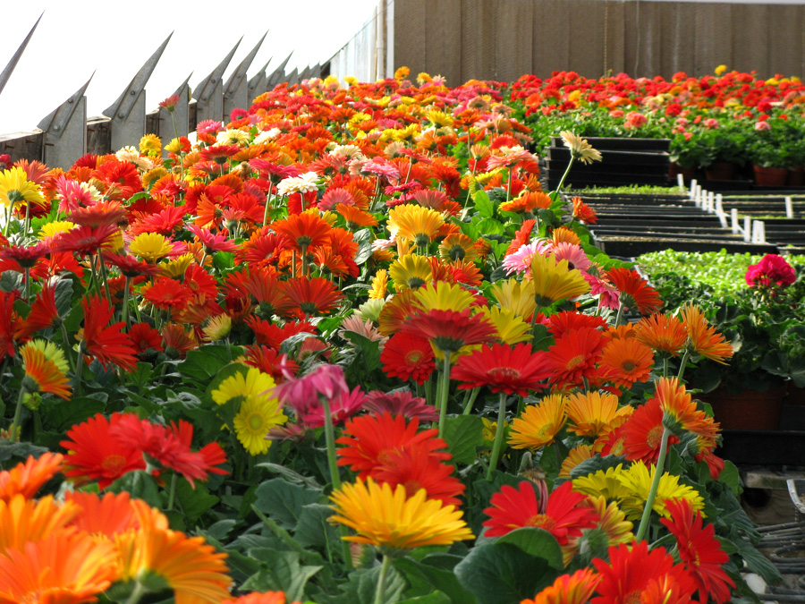 hoa đồng tiền 3