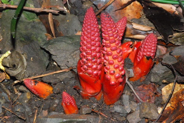 Đặc điểm hình thái và tác dụng của nấm ngọc cẩu