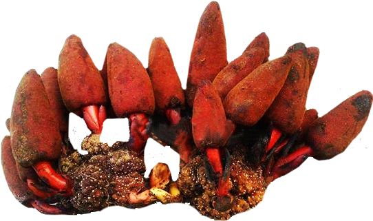 Đặc điểm hình thái và tác dụng của nấm ngọc cẩu