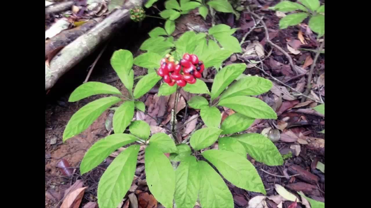 Tìm hiểu tác dụng của sâm ngọc linh