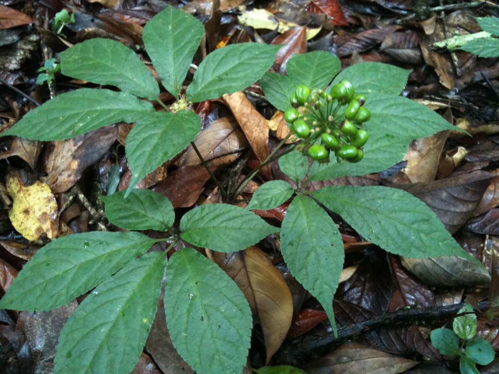 Tìm hiểu tác dụng của sâm ngọc linh