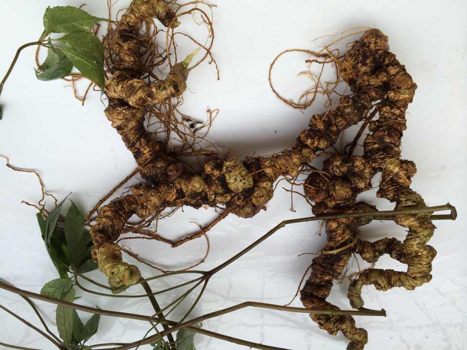 Tìm hiểu tác dụng của sâm ngọc linh