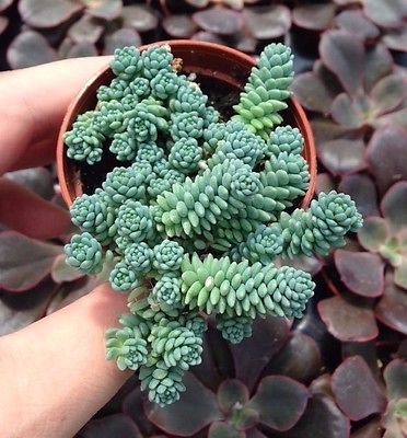 sen-da-sedum-hoa-hong