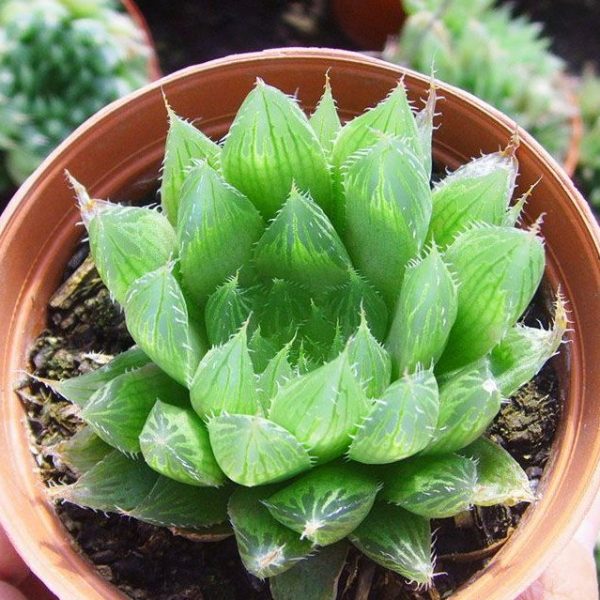 Sen đá sedum dạ quang