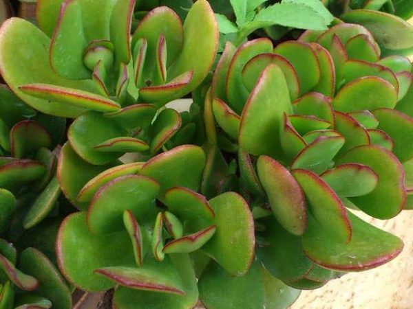 Sen đá thạch bích cánh bướm