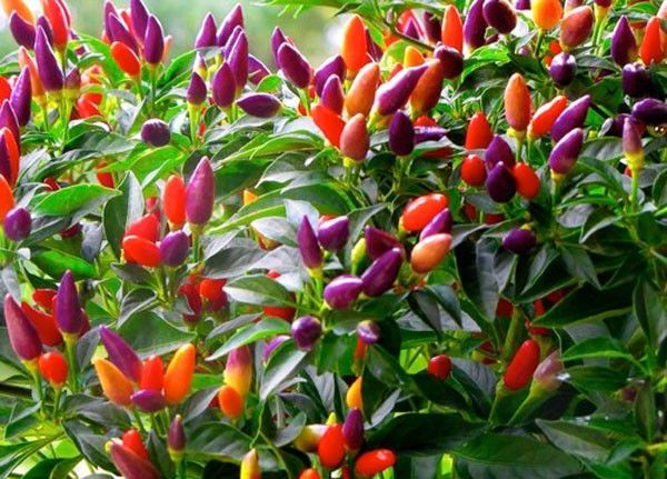 Cách trồng cây ớt cảnh trong nhà cho thật nhiều trái