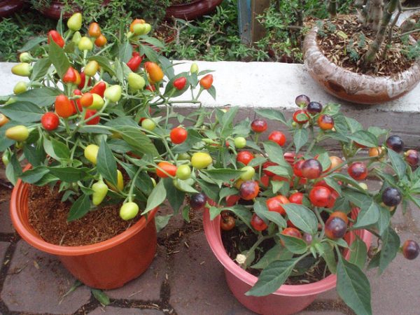 Cây ớt cảnh