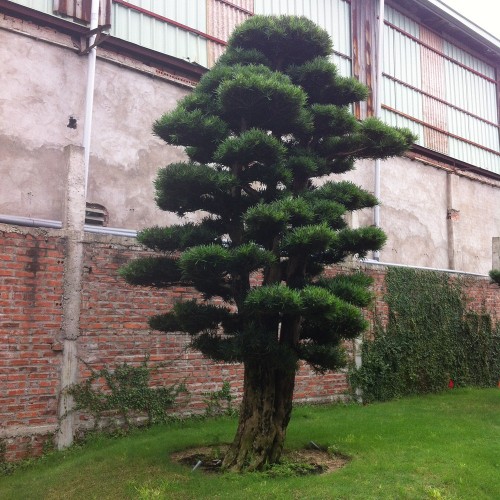 Những điều chưa biết về tùng la hán