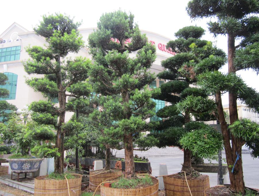 Vạn niên tùng – Cây cảnh phong thủy đẹp