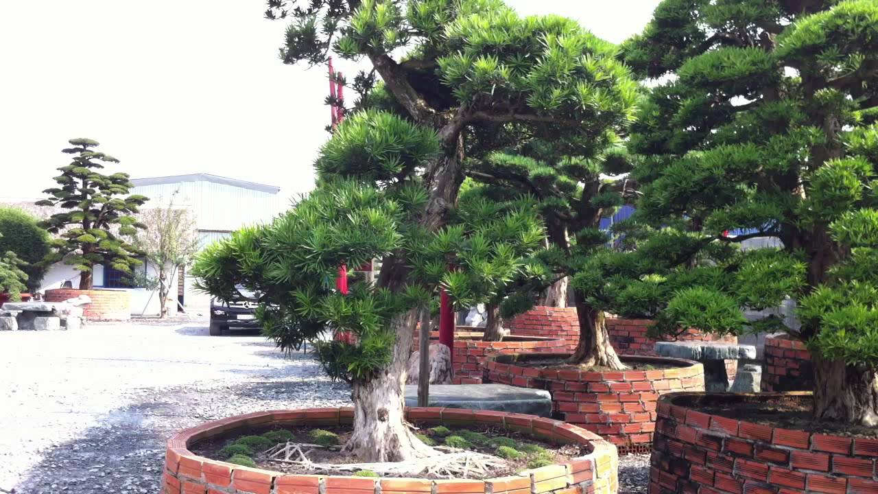 Vạn niên tùng – Cây cảnh phong thủy đẹp