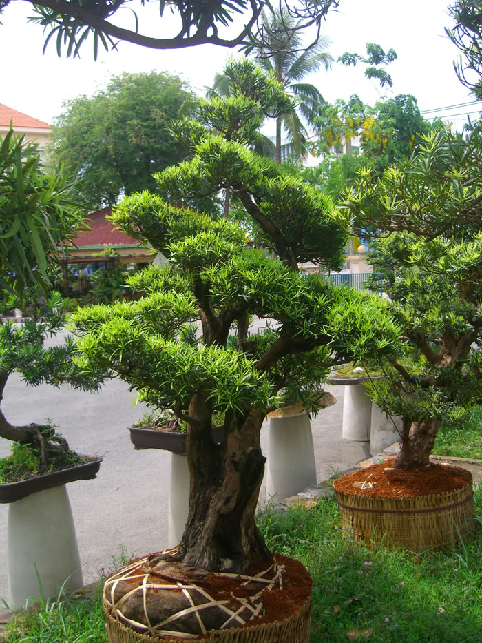 Vạn niên tùng – Cây cảnh phong thủy đẹp