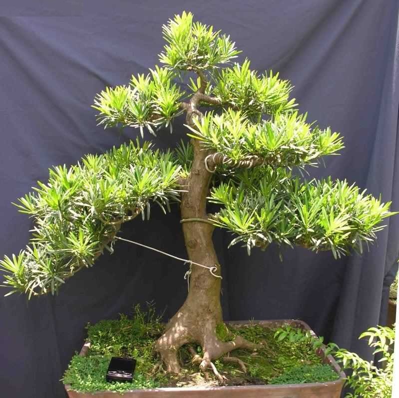 Vạn niên tùng – Cây cảnh phong thủy đẹp